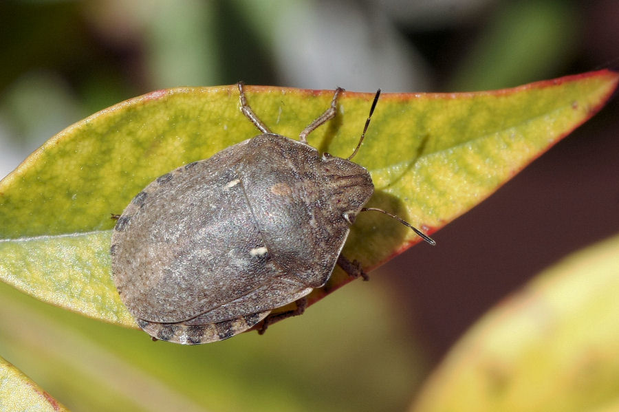 Scutelleridae: Eurygaster testudinaria